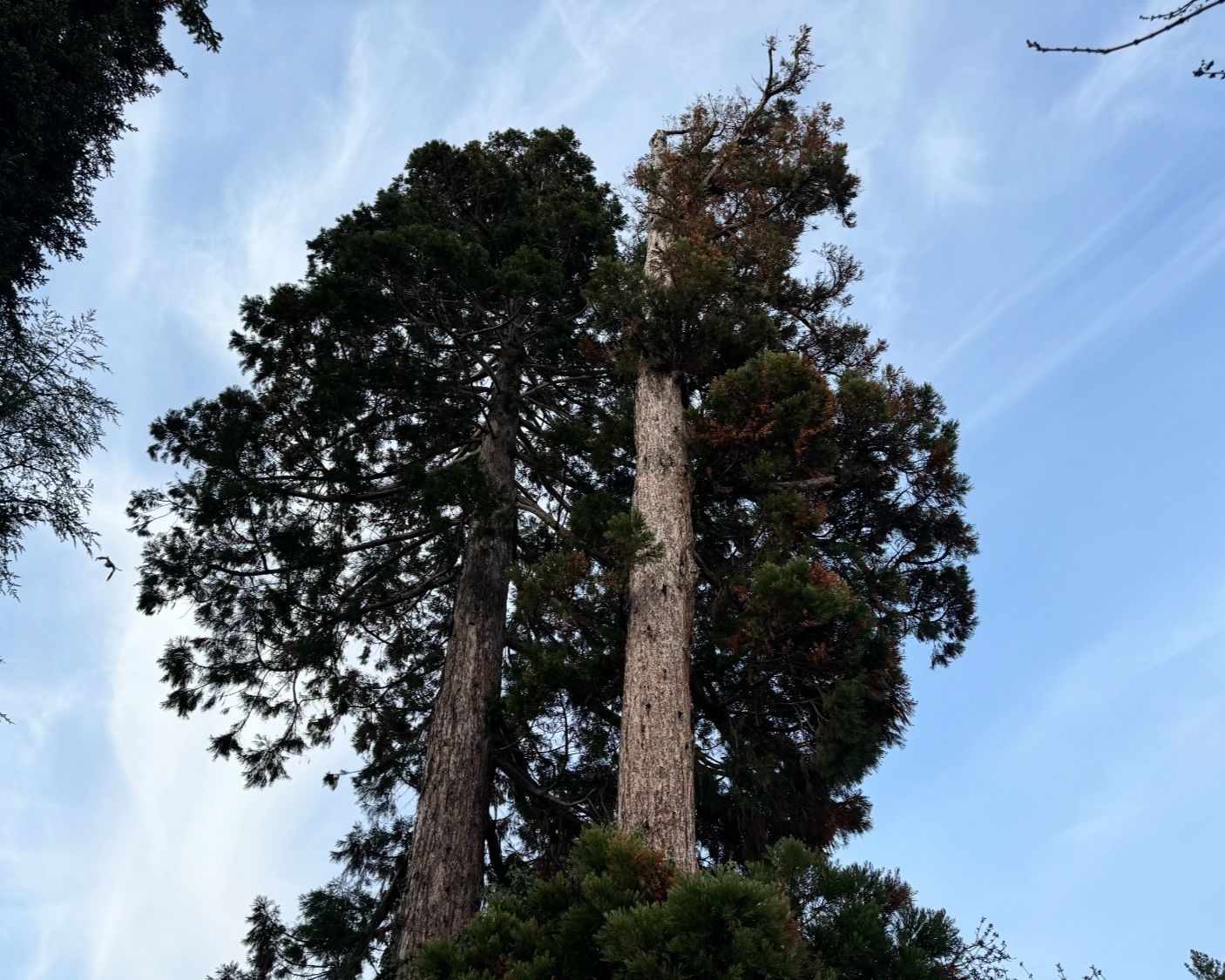 Soins aux arbres à Genève et Vaud