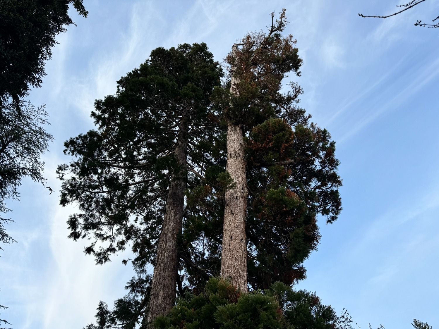 Diagnostic des maladies